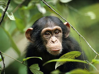 6 Days / 5 Nights Chimpanzees and Mountains></a>
						</div>
						<div class=