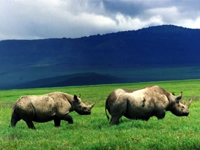 Ngorongoro Crater></a>
						</div>
						<div class=